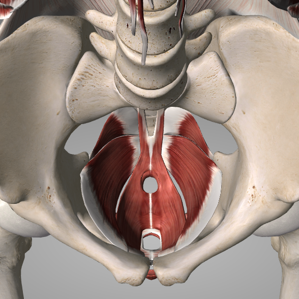 Pelvic Floor Dysfunction Treatment St Albert